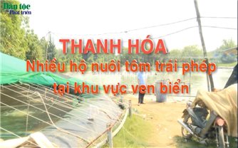 Thanh Hóa: Nhiều hộ nuôi tôm trái phép tại khu vực ven biển