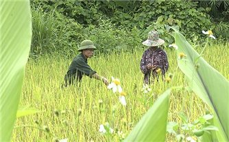 Người có uy tín phát huy vai trò trên nhiều lĩnh vực