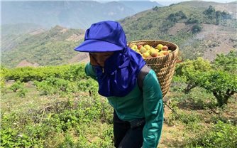 Cây đào rừng trở thành cây chủ lực giúp nhiều hộ dân tộc Mông thoát nghèo