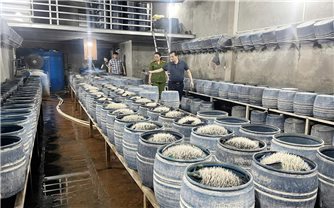 Phát hiện hai cơ sở trên địa bàn Tp. Lào Cai sử dụng hóa chất độc hại sản xuất hàng trăm tấn giá đỗ