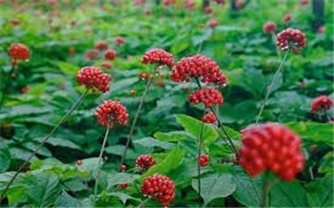 Kỹ thuật trồng và chăm sóc cây sâm Ngọc Linh