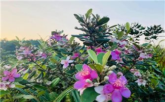 Quảng Ninh: Tổ chức Lễ hội hoa sim biên giới từ ngày 17 - 18/5