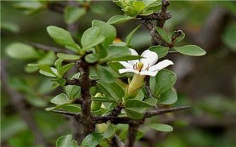 Những bài thuốc hay từ cây tu hú