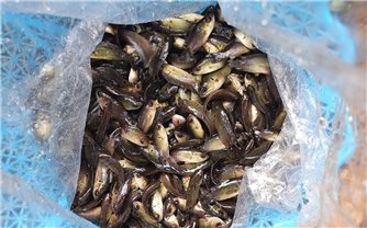 Cà Mau: Chủ tịch UBND tỉnh chỉ đạo khẩn vể việc bảo vệ nguồn lợi thủy sản, xử lý nghiêm vi phạm