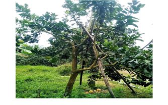 Chủ động bảo vệ sản xuất, ứng phó bão số 1