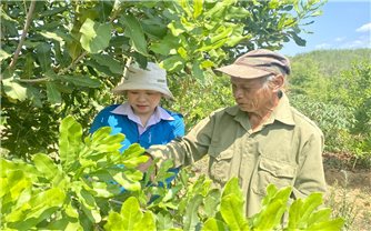 Kon Tum: Hỗ trợ sinh kế, tạo động lực giúp đồng bào DTTS vươn lên thoát nghèo