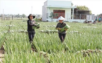Ninh Thuận: Nông dân no ấm từ cây nha đam