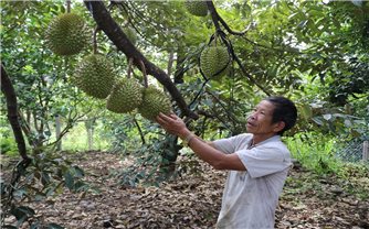 Ninh Thuận: Phát triển vùng trồng cây ăn quả giá trị cao