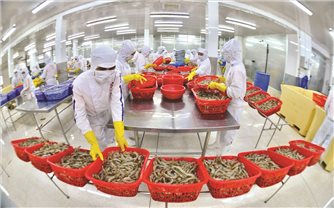 Hướng đi bền vững cho ngành tôm Việt