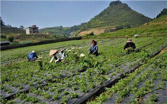 Sinh kế từ cây dược liệu: Liên kết sản xuất theo chuỗi giá trị (Bài 2)