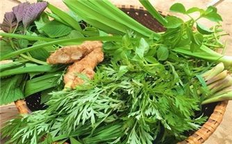 Bài thuốc điều trị cảm cúm từ cây lá vườn nhà
