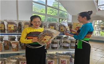 Măng rừng xứ Thanh: Từ món ăn dân dã đến sản phẩm OCOP