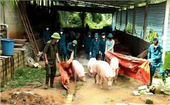 Dịch tả lợn châu Phi: Một số dấu hiệu nhận biết thịt lợn bị nhiễm bệnh