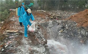Nguy cơ lan rộng dịch tả lợn Châu Phi tại Thanh Hóa