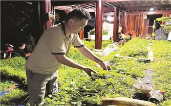 Đưa rau bò khai xuất ngoại