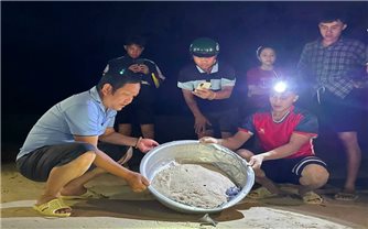 Gia Lai: Thả 11 cá thể rùa biển trên xã đảo Nhơn Châu về môi trường tự nhiên