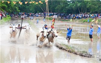 An Giang: Hội đua bò chùa Rô diễn ra vào cuối tháng 8