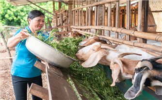 Dự án “Vươn mình - She Thrives”: Hỗ trợ cải thiện sinh kế cho hơn 16.000 phụ nữ và đồng bào DTTS