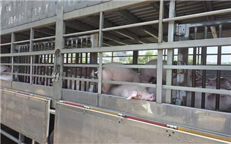 Gia Lai: Phát hiện hơn 200 con heo nhiễm dịch tả châu Phi chuẩn bị đưa ra thị trường