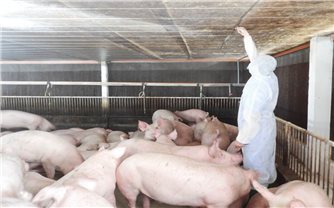 Gia Lai: Quyết liệt phòng chống dịch tả lợn châu Phi
