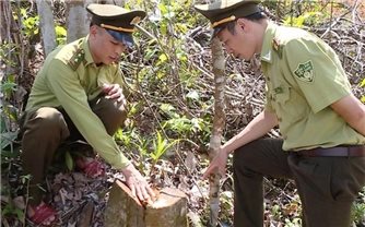 Thanh Hóa: Phạt gần 67 triệu đồng đối tượng khai thác rừng trái phép
