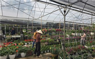 Vùng hoa Hoành Bồ rộn ràng trước Tết