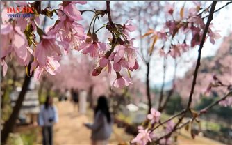 Rực rỡ sắc hoa Anh Đào trên cao nguyên Mộc Châu