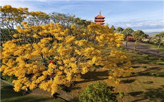 Đắm say cao nguyên Bảo Lộc mùa hoa phượng vàng