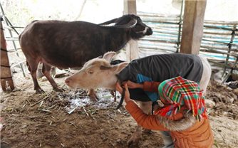 Các địa phương vùng cao tăng cường phòng, chống rét, bảo vệ sản xuất vụ Đông Xuân