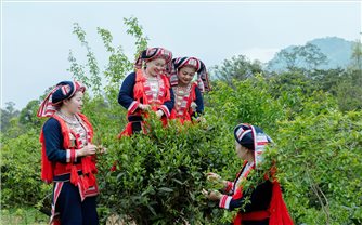 Hương vị từ núi rừng Đông Bắc