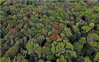 Chiêm ngưỡng cực phẩm rừng nguyên sinh mùa thay lá ở Măng Đen