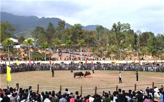 Độc đáo hội thi đấu bò truyền thống đầu Xuân  ở Na Son