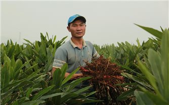 Trồng riềng Tết này, người miền núi xứ Thanh thu lãi trên 200 triệu đồng