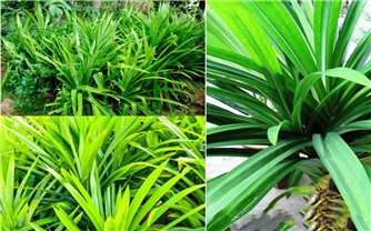 Cách trồng cây lá dứa đơn giản tại nhà