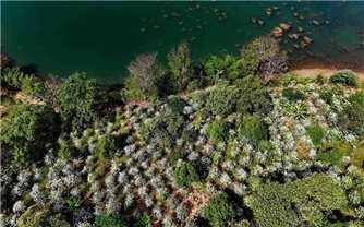 Mùa hoa cà phê – hương trắng thơm ngát giữa đại ngàn