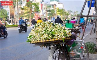 Hoa bưởi tháng Ba - hương thầm của những lời hẹn chưa kịp nói