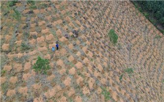 Lào Cai: Rủi ro tiềm ẩn khi trồng cà phê tự phát