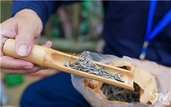 Công nhận làng nghề cho vùng trồng chè Shan Tuyết cổ