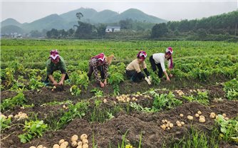 Một vụ khoai làm thay đổi tư duy canh tác của nông dân xã vùng cao Quảng Ninh