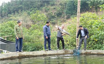 Người dân Cao Bồ kiếm tiền tỷ nhờ nuôi cá nước lạnh