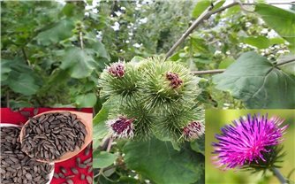 Cây Ngưu bàng chữa được một số bệnh hiệu quả