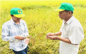 Nâng cao giá trị hạt gạo từ những cánh đồng “thuận thiên”
