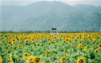 Rực rỡ cánh đồng hoa hướng dương bên dòng Vu Gia