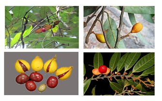 Cây máu chó - Dược liệu dân gian chữa bệnh ngoài da hiệu quả