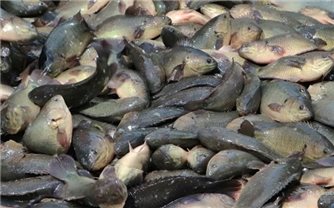 Hướng dẫn kỹ thuật nuôi cá rô đồng thương phẩm