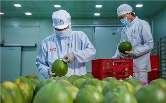 Tin vui cho nông dân Việt Nam khi Trung Quốc chính thức mở cửa xuất khẩu bưởi và chanh