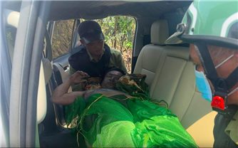 Gia Lai: 5 nhân viên tuần tra rừng bị ong đốt, 1 người tử vong