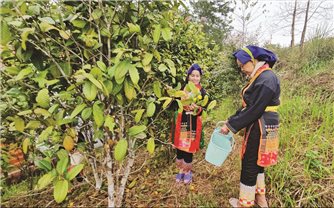 Tri thức chữa bệnh bằng cây thuốc - Di sản văn hóa cộng đồng