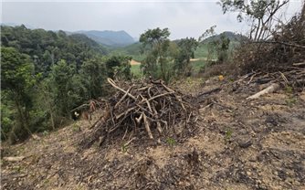 Xử phạt gần 150 triệu đồng vụ phá rừng phòng hộ ở Thanh Hóa