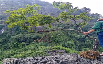 Thanh Hóa: Dẹp “cơn sốt” cây muội hồng